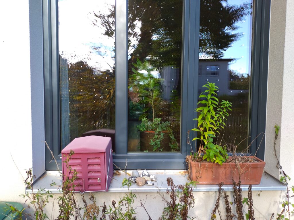 Blume auf Fensterbrett