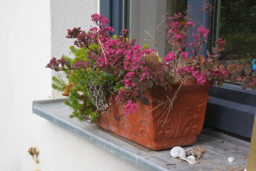 Blume auf Fensterbrett