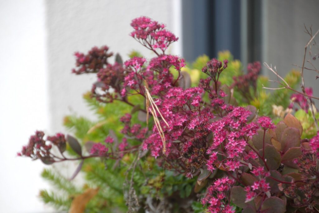 Blume